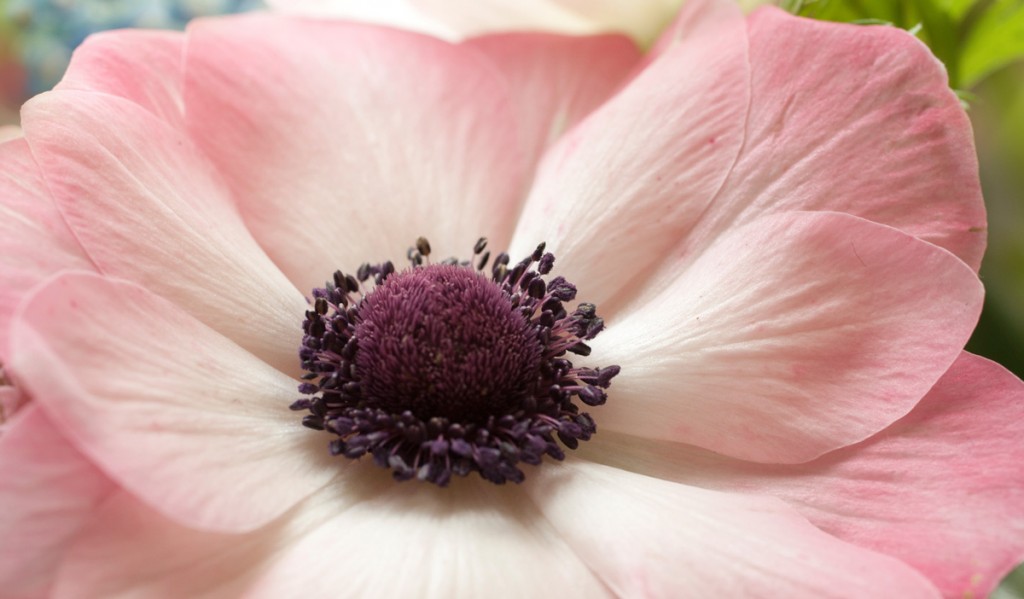 Entfaltung, rosa Blüte einer Anemone