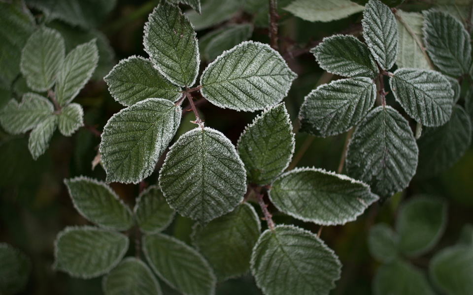 Brombeerblätter mit Raureif, frozen leaves